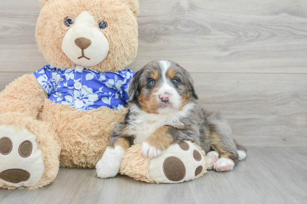 7 week old Mini Bernedoodle Puppy For Sale - Lone Star Pups