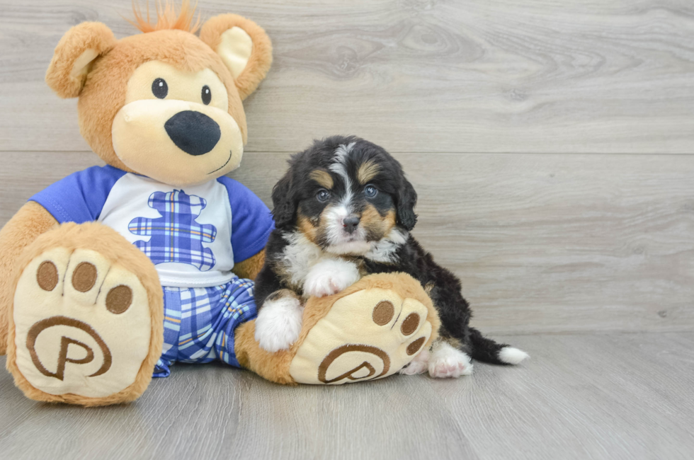 6 week old Mini Bernedoodle Puppy For Sale - Lone Star Pups