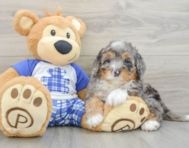 8 week old Mini Bernedoodle Puppy For Sale - Lone Star Pups