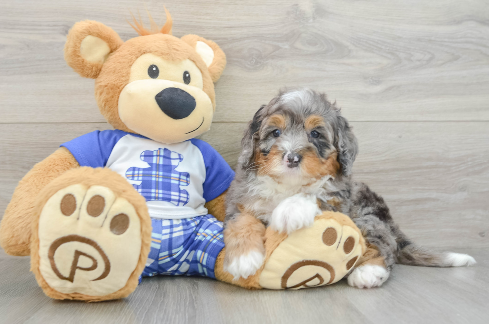 6 week old Mini Bernedoodle Puppy For Sale - Lone Star Pups