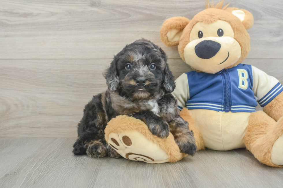 5 week old Mini Bernedoodle Puppy For Sale - Lone Star Pups