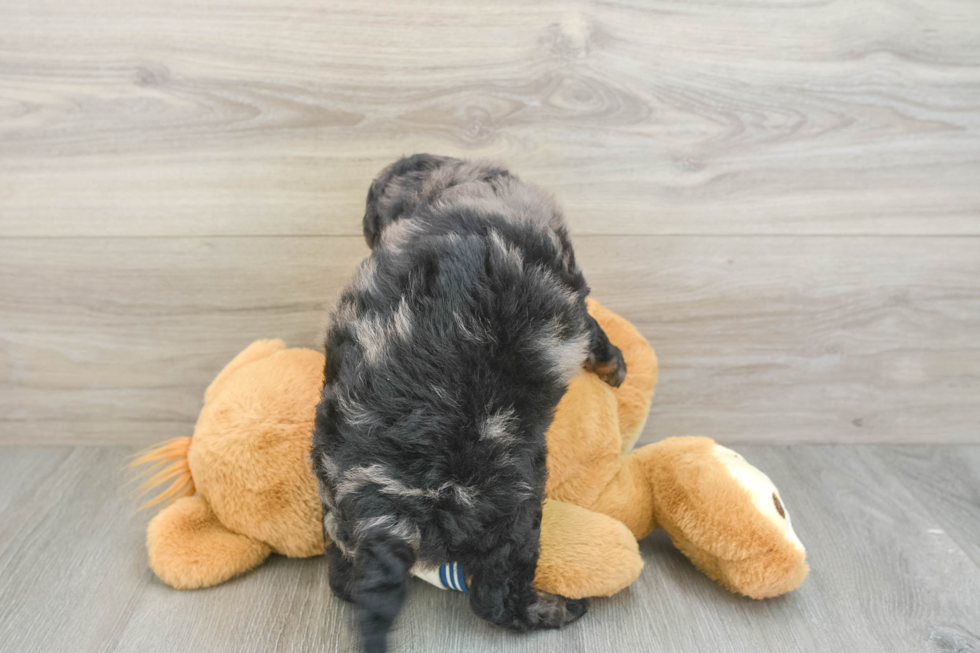 Little Mini Bernepoo Poodle Mix Puppy