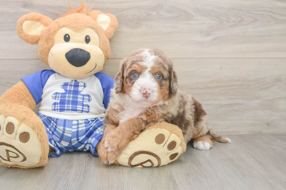 5 week old Mini Bernedoodle Puppy For Sale - Lone Star Pups