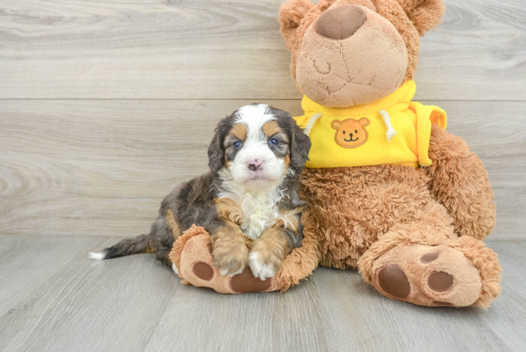 Mini Bernedoodle Pup Being Cute