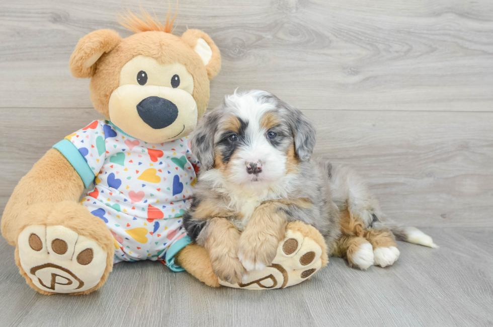 6 week old Mini Bernedoodle Puppy For Sale - Lone Star Pups