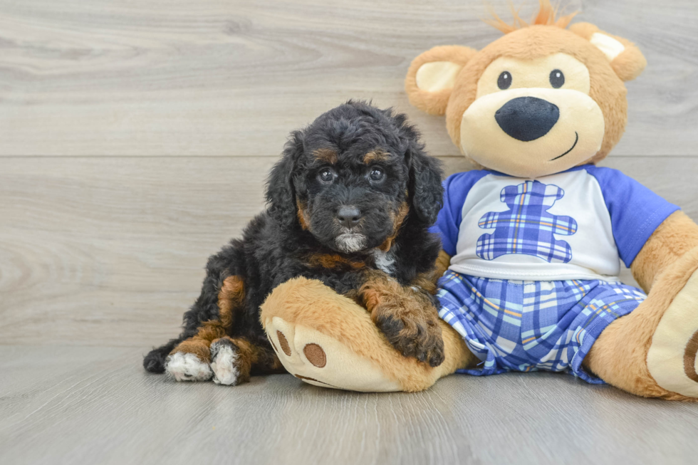 Mini Bernedoodle Pup Being Cute