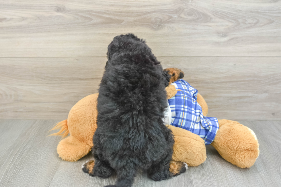 Smart Mini Bernedoodle Poodle Mix Pup
