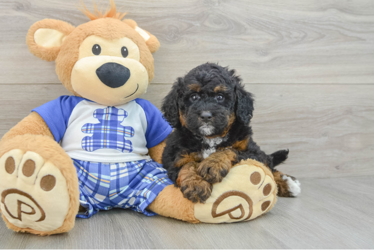 Adorable Mini Bernadoodle Poodle Mix Puppy
