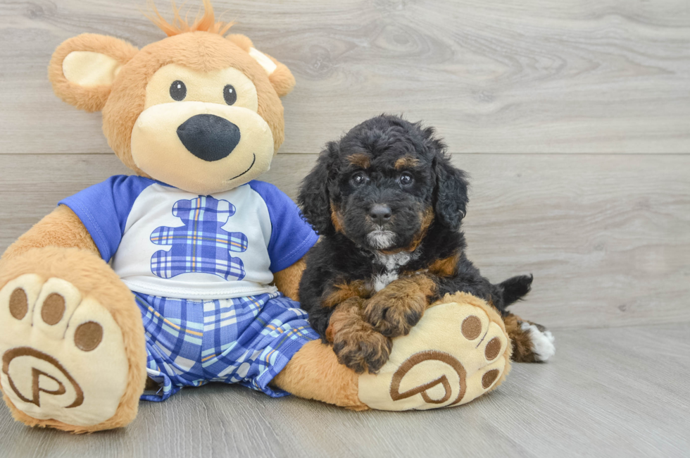 5 week old Mini Bernedoodle Puppy For Sale - Lone Star Pups