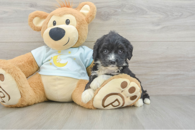Adorable Mini Bernadoodle Poodle Mix Puppy