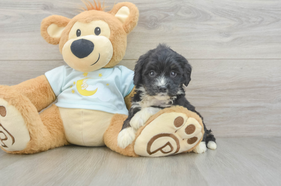 5 week old Mini Bernedoodle Puppy For Sale - Lone Star Pups