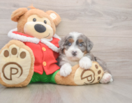 7 week old Mini Bernedoodle Puppy For Sale - Lone Star Pups