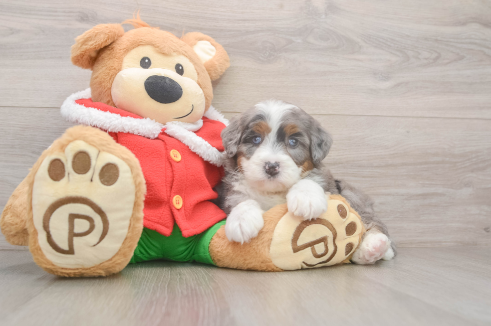 6 week old Mini Bernedoodle Puppy For Sale - Lone Star Pups