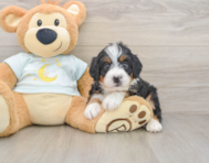 5 week old Mini Bernedoodle Puppy For Sale - Lone Star Pups