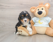 6 week old Mini Bernedoodle Puppy For Sale - Lone Star Pups