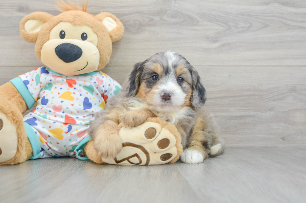 6 week old Mini Bernedoodle Puppy For Sale - Lone Star Pups