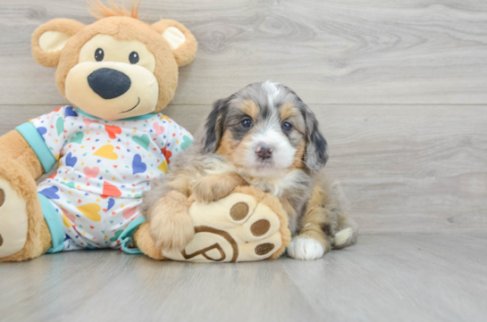 Mini Bernedoodle Pup Being Cute