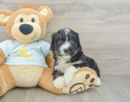 8 week old Mini Bernedoodle Puppy For Sale - Lone Star Pups