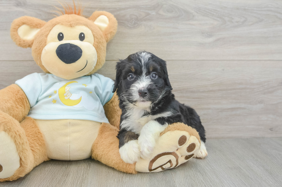 5 week old Mini Bernedoodle Puppy For Sale - Lone Star Pups