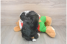 Friendly Mini Bernedoodle Baby