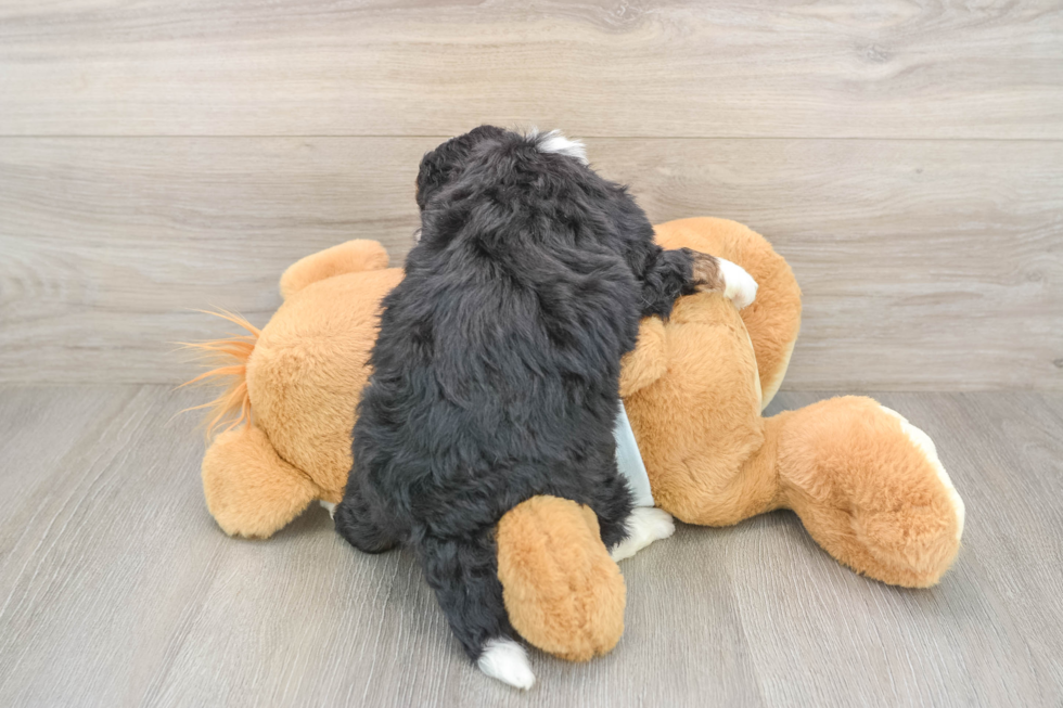 Playful Mini Berniedoodle Poodle Mix Puppy