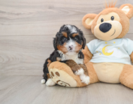 6 week old Mini Bernedoodle Puppy For Sale - Lone Star Pups