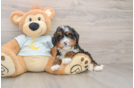 Mini Bernedoodle Puppy for Adoption
