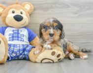 7 week old Mini Bernedoodle Puppy For Sale - Lone Star Pups