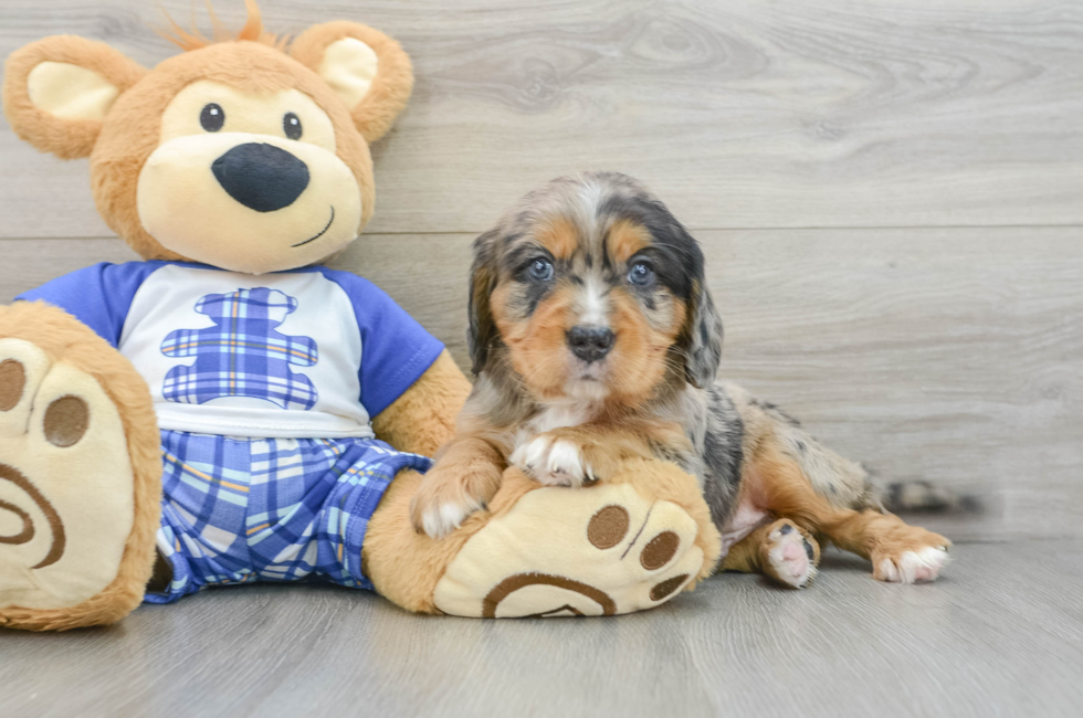 6 week old Mini Bernedoodle Puppy For Sale - Lone Star Pups