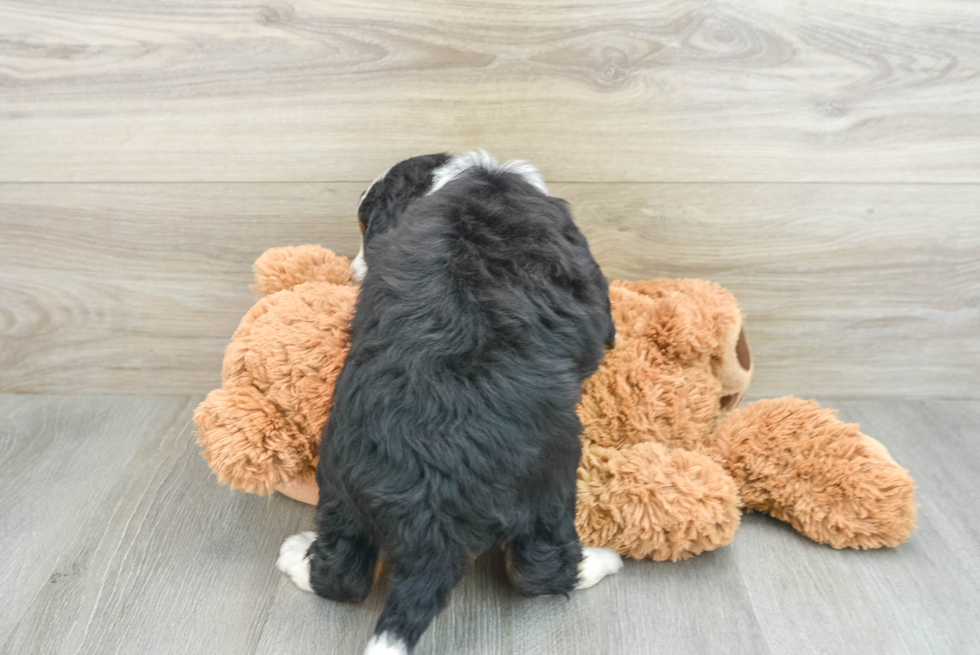 Best Mini Bernedoodle Baby