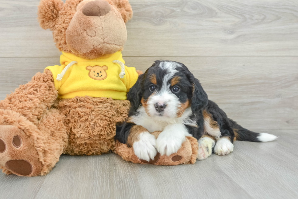 Little Mini Berniedoodle Poodle Mix Puppy