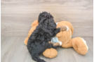 Best Mini Bernedoodle Baby