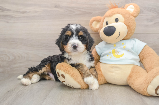 THUNDERBOLT, a Mini Bernedoodle littermate