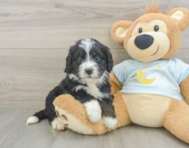 8 week old Mini Bernedoodle Puppy For Sale - Lone Star Pups