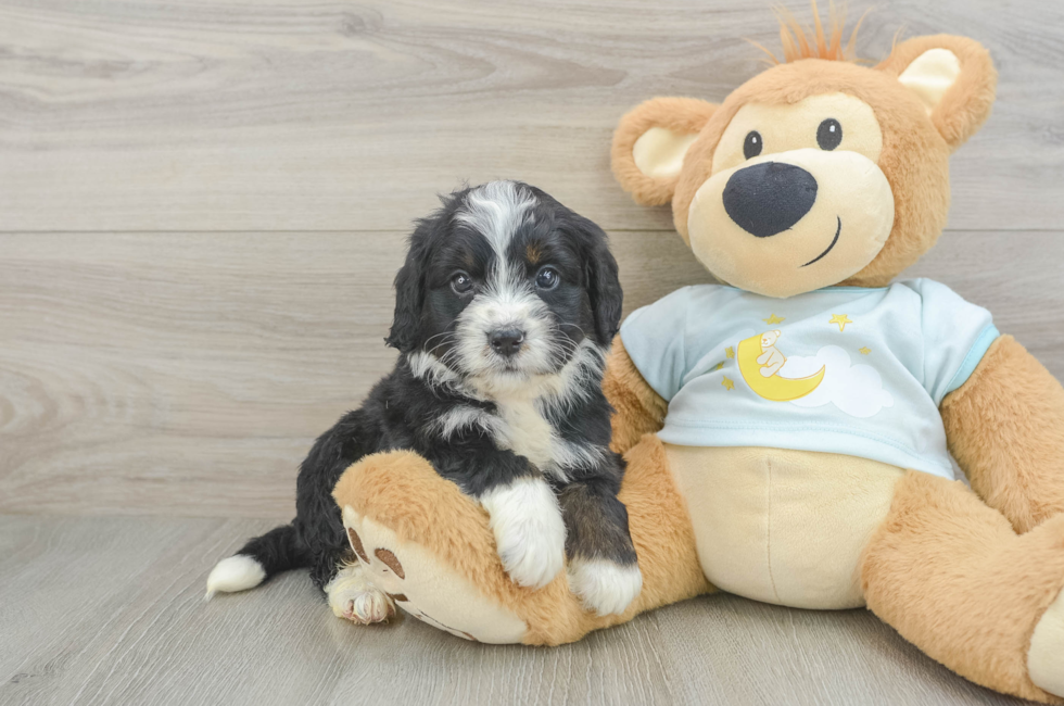 5 week old Mini Bernedoodle Puppy For Sale - Lone Star Pups