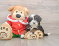 6 week old Mini Bernedoodle Puppy For Sale - Lone Star Pups