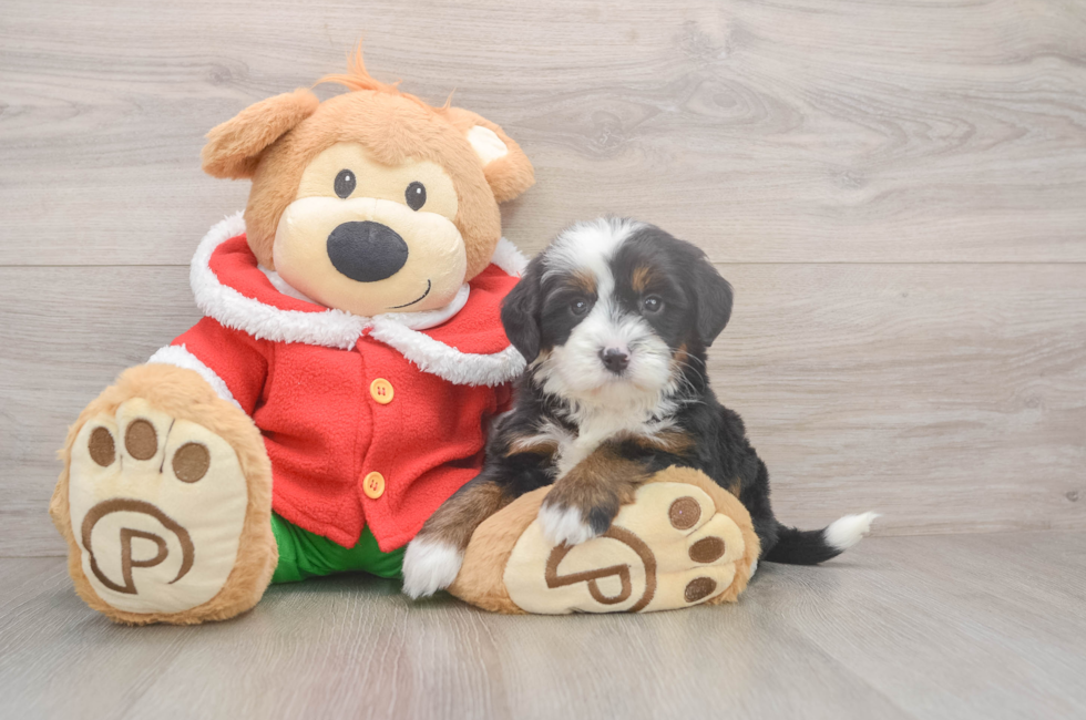 6 week old Mini Bernedoodle Puppy For Sale - Lone Star Pups