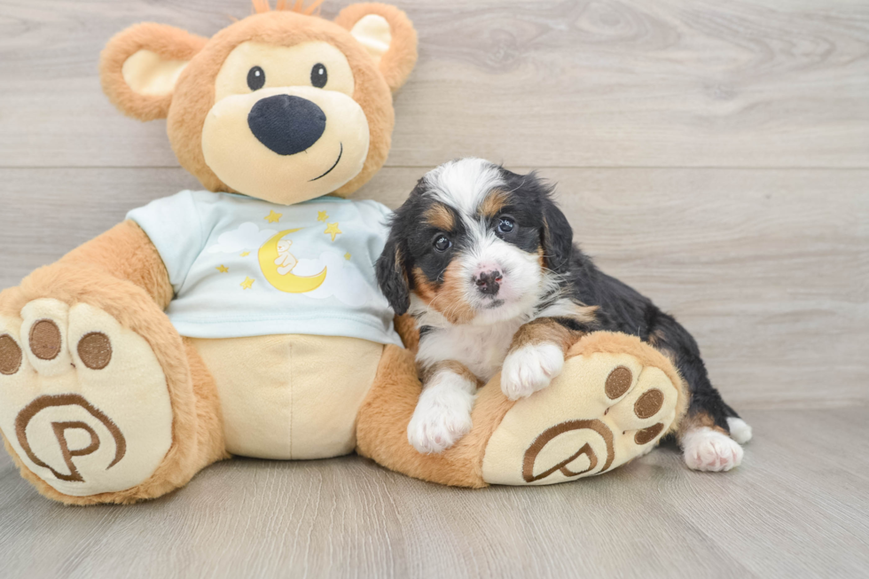 Hypoallergenic Mini Berniedoodle Poodle Mix Puppy