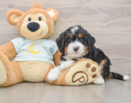 6 week old Mini Bernedoodle Puppy For Sale - Lone Star Pups