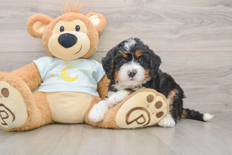Mini Bernedoodle Pup Being Cute