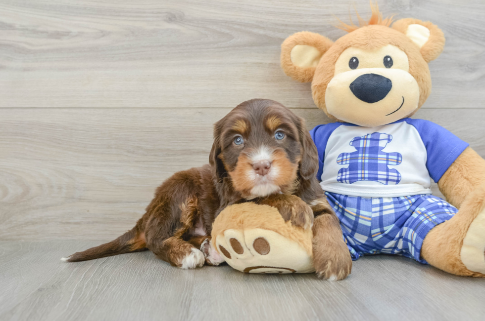 6 week old Mini Bernedoodle Puppy For Sale - Lone Star Pups