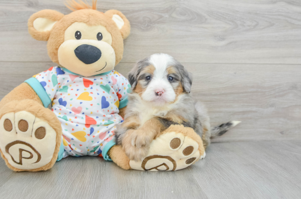 6 week old Mini Bernedoodle Puppy For Sale - Lone Star Pups