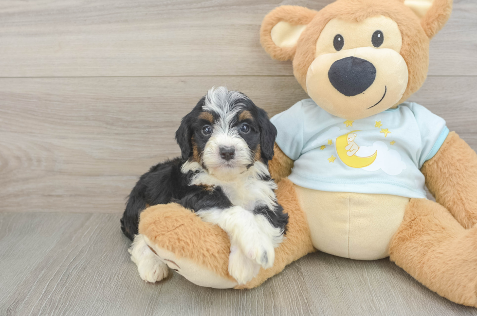 5 week old Mini Bernedoodle Puppy For Sale - Lone Star Pups