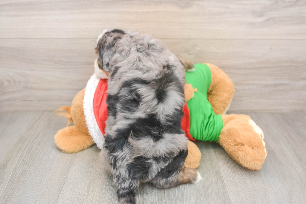 Mini Bernedoodle Puppy for Adoption