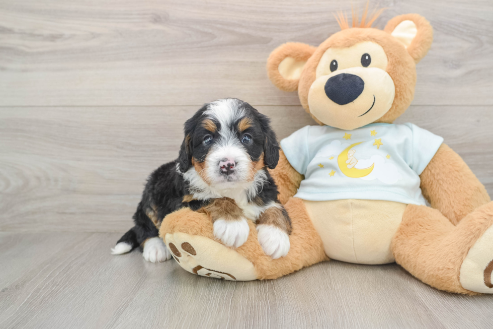 Mini Bernedoodle Pup Being Cute
