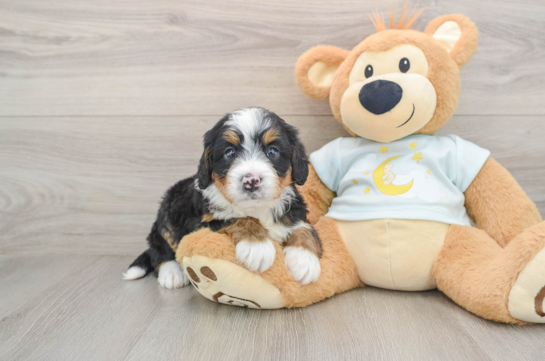 Mini Bernedoodle Pup Being Cute