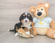 6 week old Mini Bernedoodle Puppy For Sale - Lone Star Pups