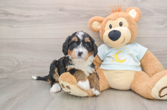 Mini Bernedoodle Pup Being Cute