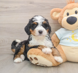 7 week old Mini Bernedoodle Puppy For Sale - Lone Star Pups