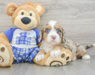 7 week old Mini Bernedoodle Puppy For Sale - Lone Star Pups